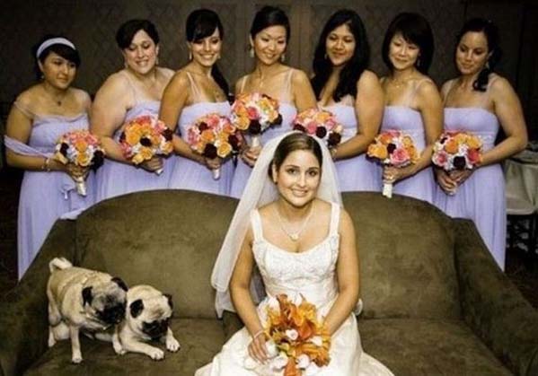 Dog photobombing wedding shot