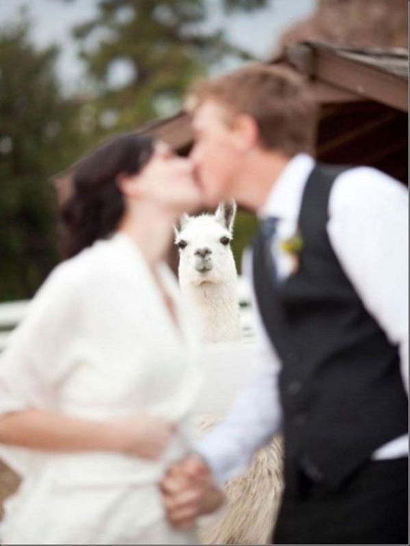 LLama photobombing wedding picture