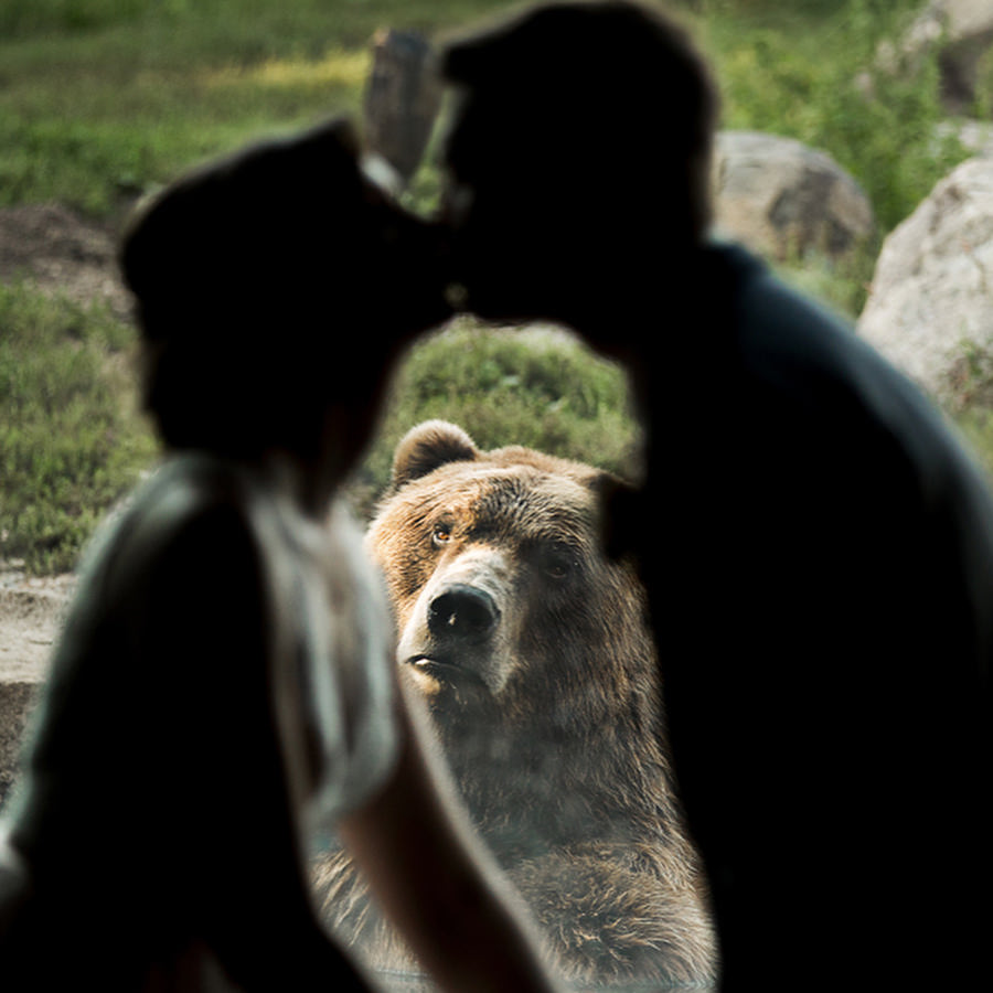 Bear photobombs couples first look on their wedding day