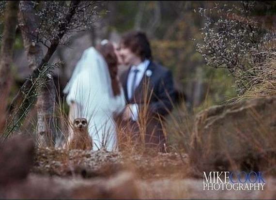 animal photo bombing wedding picture