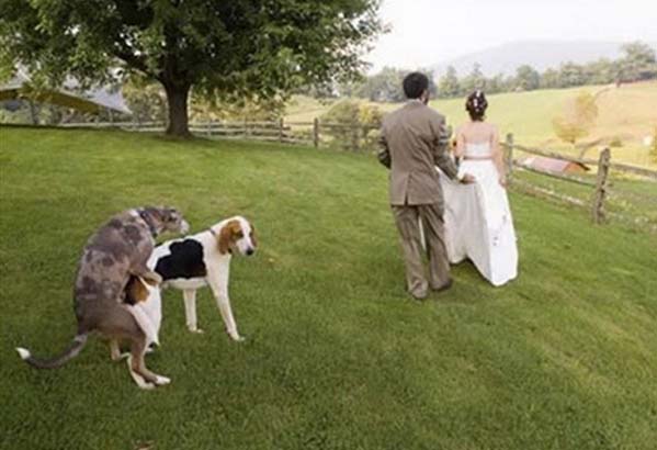 doggy photobomb wedding