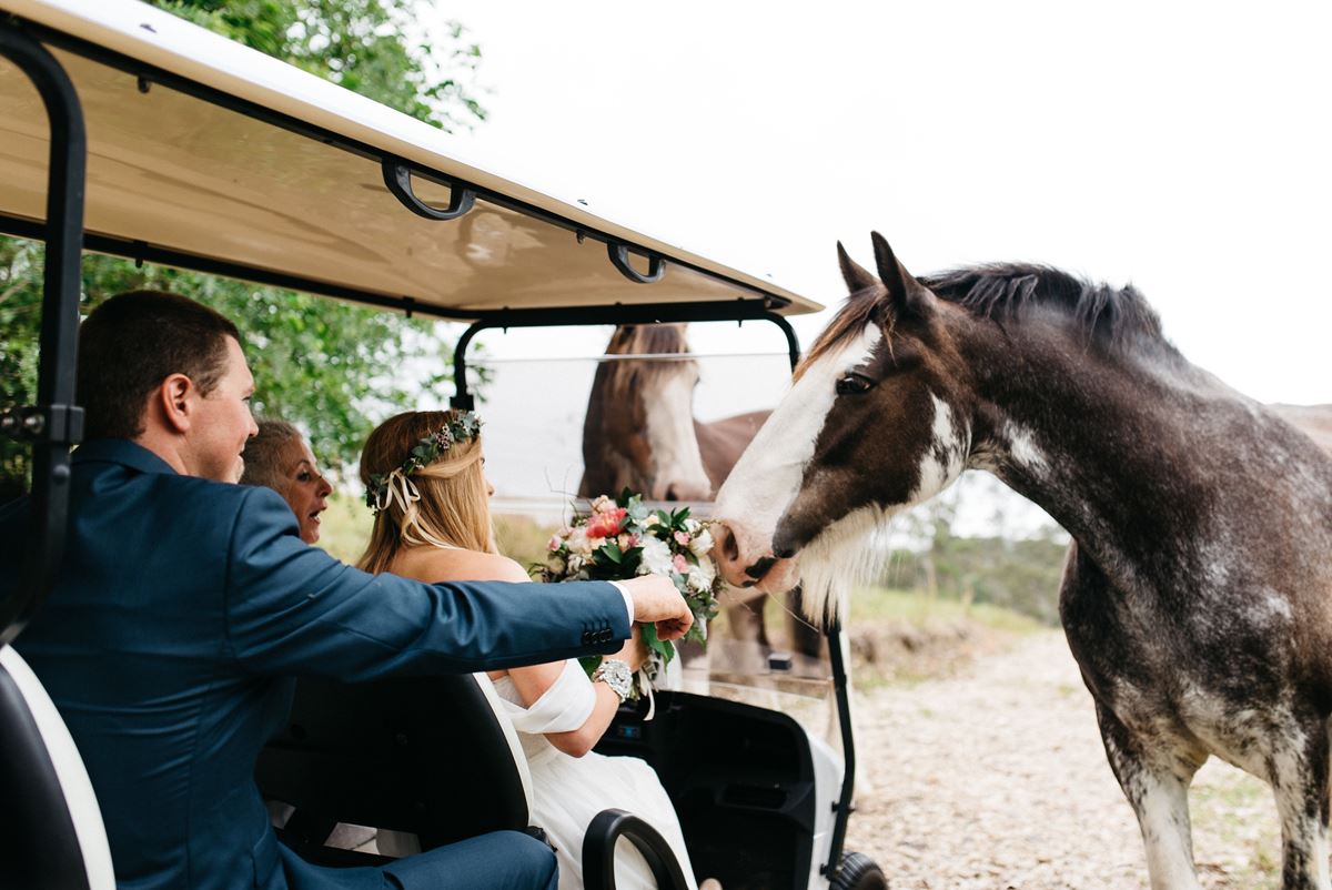 fernbank farm, wedding wedding nsw