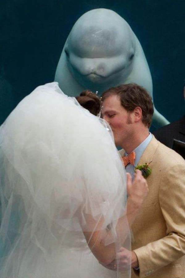 underwater wedding photobomb