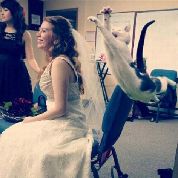 wedding photobombs - cat