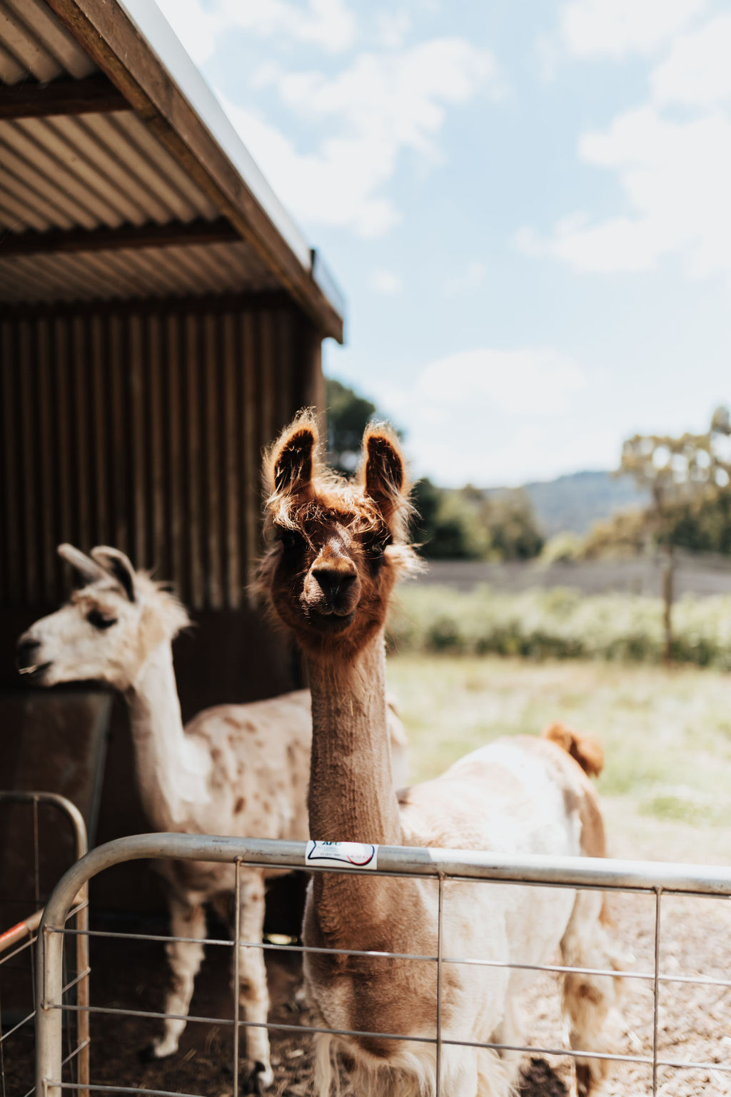 Boho wedding inspiration shoot at Folly Farm in the Dandenong Ranges by Wild Heart Events and My Scandi Style Photography.