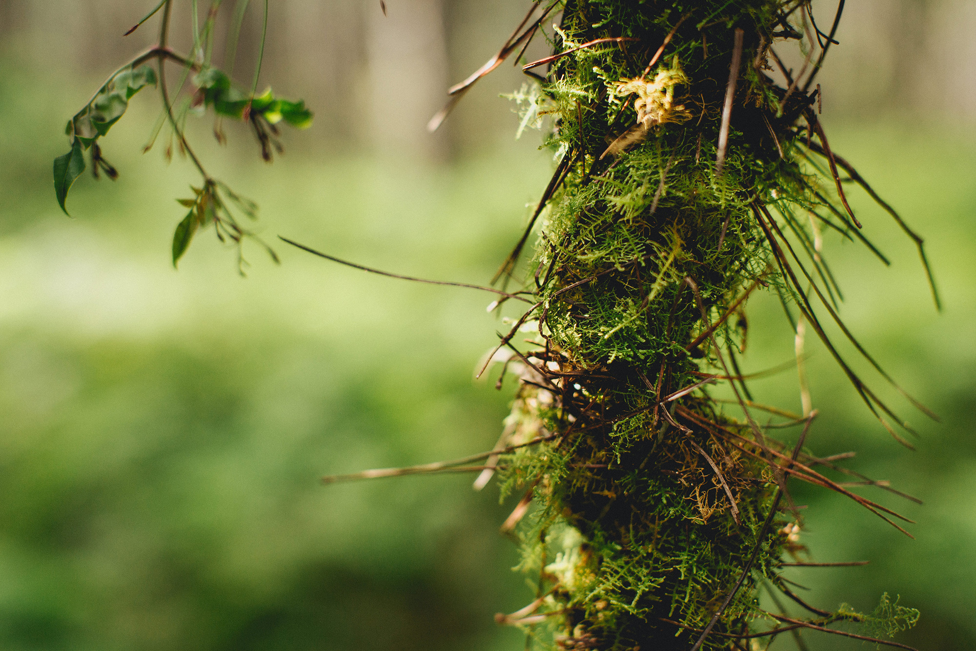 Luke_Middlemiss_Photography_Woodland-Wedding_024