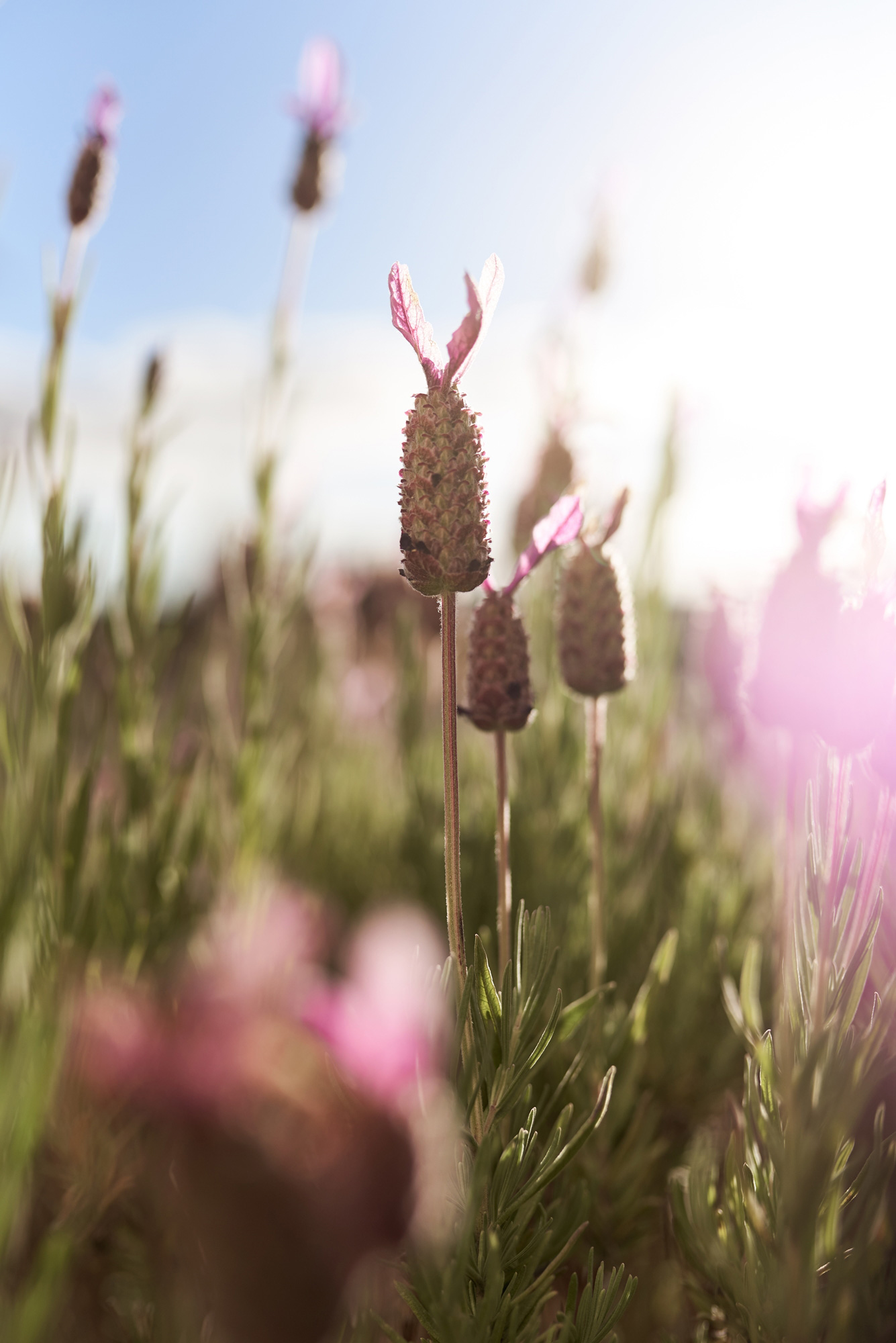 Luxe_Lavender_Wedding-Inspiration_Sephory-Photography_027