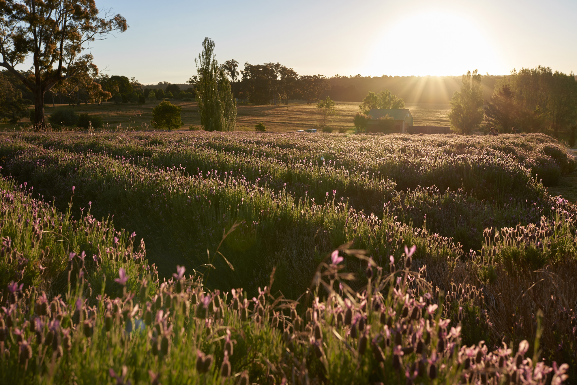 Luxe_Lavender_Wedding-Inspiration_Sephory-Photography_035