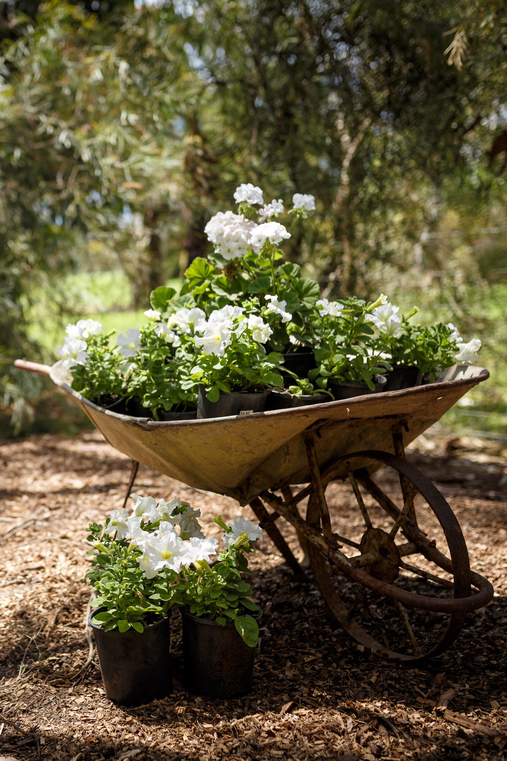 Minnie_Lachie_Farm-Wedding_SBS_003