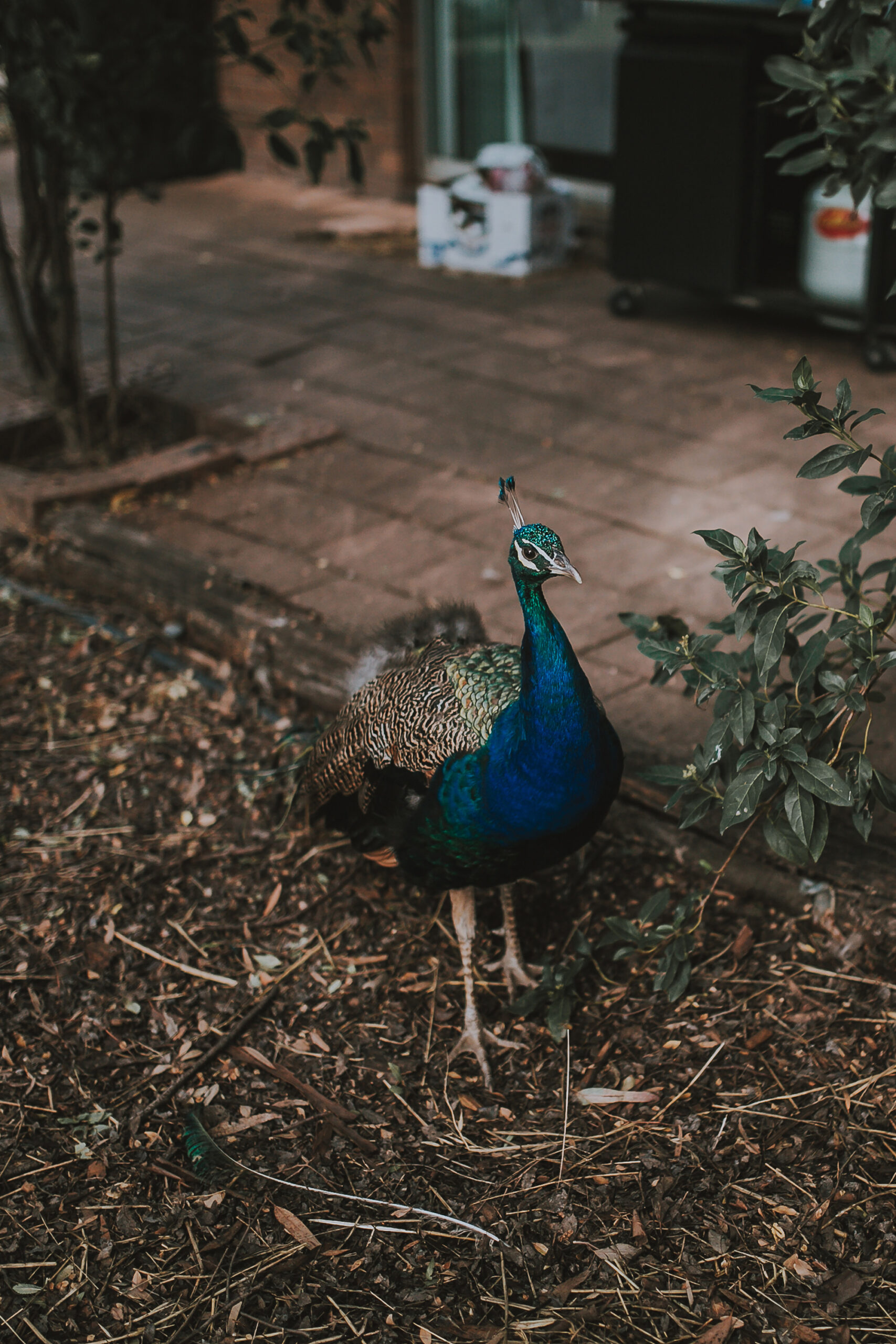 Natasha_Alex_Rustic-Garden-Wedding_Kendall-Tyne-Photography_SBS_005