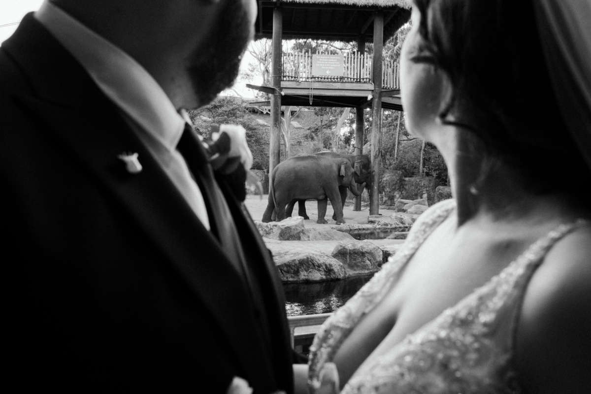 Taronga Centre wedding for Jess and Pat, Taronga Zoo Sydney. Photographed by Made with Love Weddings.