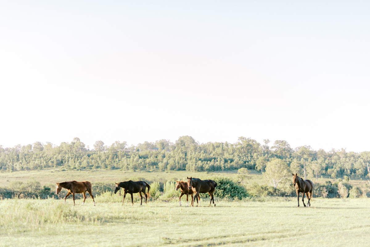 Plunket Villa Tamborine wedding in Queensland for Jess and James. Photographed by Lauren Olivia.