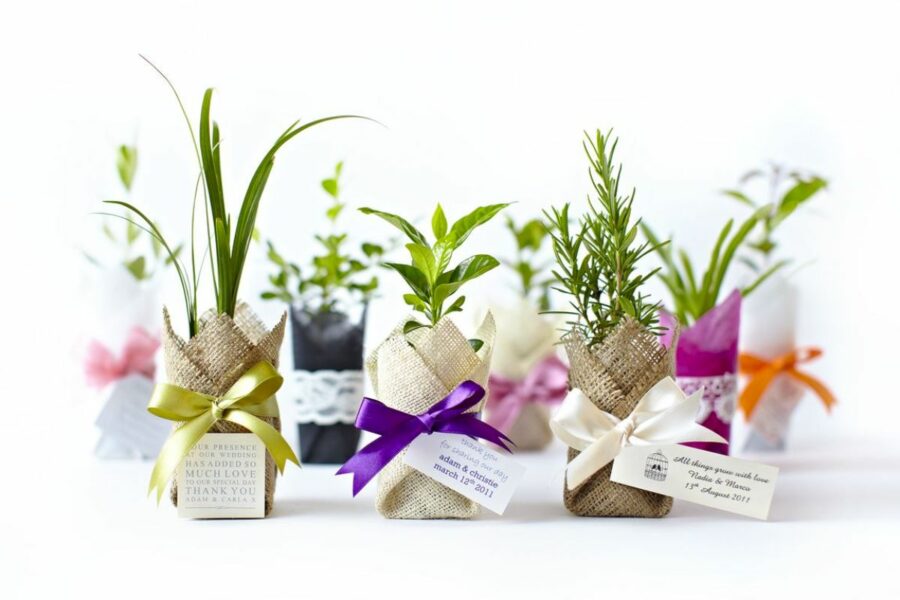 Living wedding favours by Flourish Bomboniere