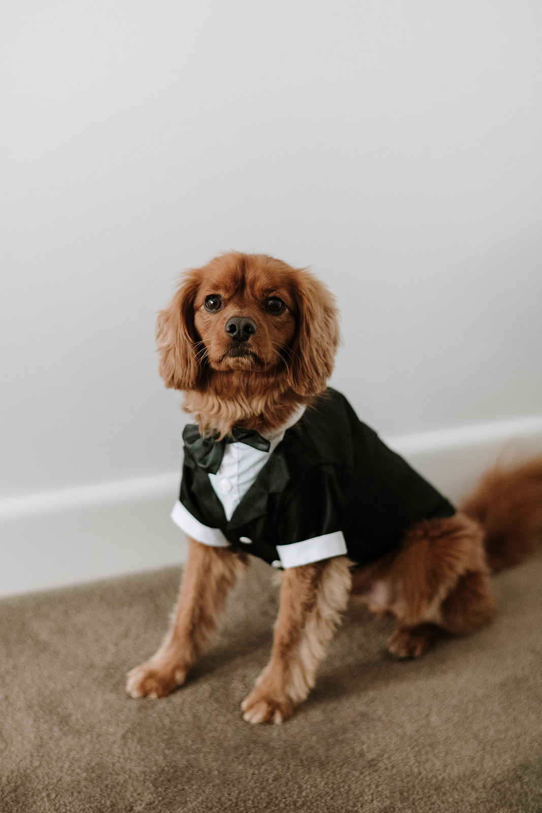 Planning a pet-friendly wedding Alana and Nathan's backyard wedding