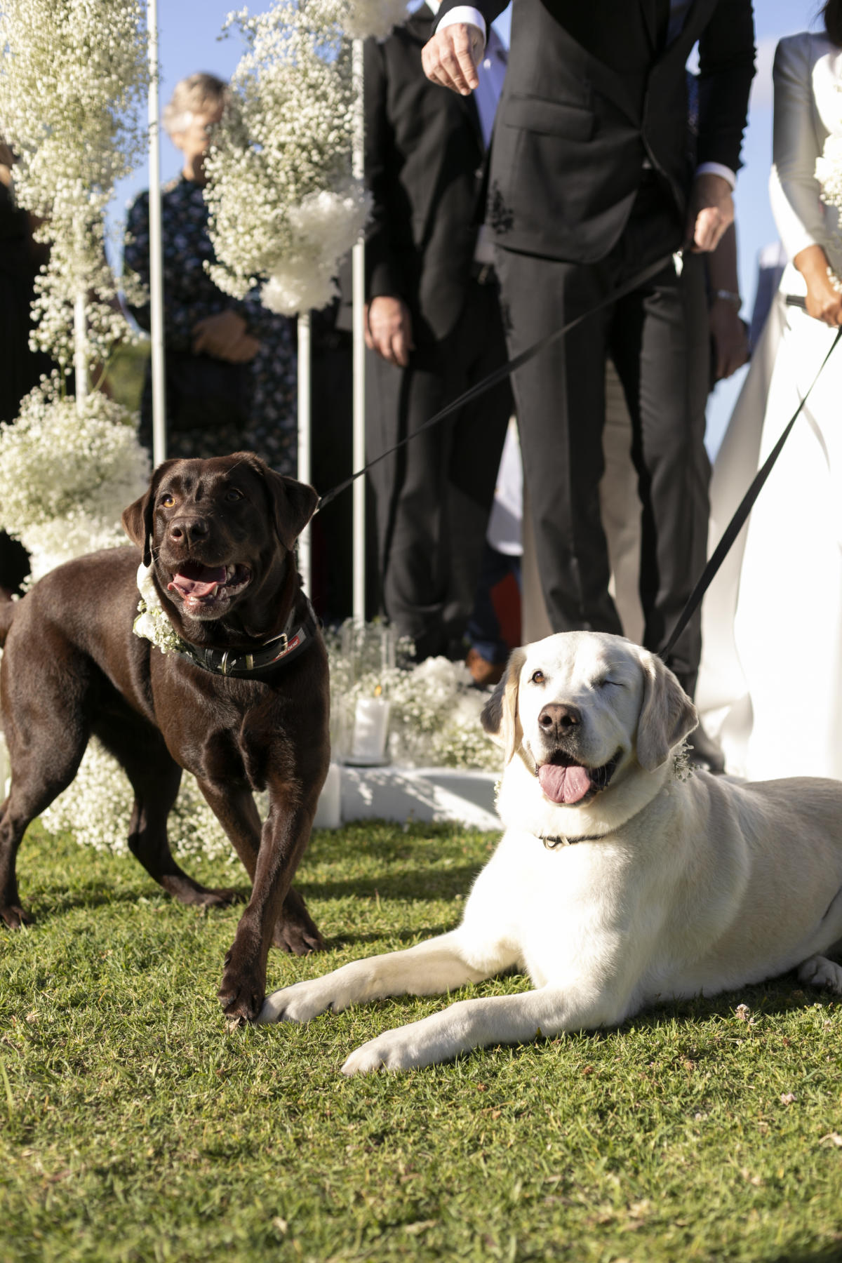 Planning a pet-friendly wedding Som and Thomas' Maleny Manor Wedding